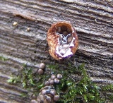 Nidularia pulvinata image