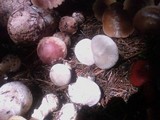 Clitopilus prunulus image