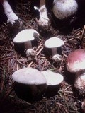 Clitopilus prunulus image
