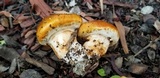 Tricholoma focale image