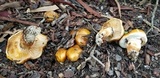Tricholoma focale image
