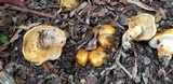 Tricholoma focale image