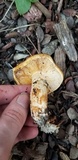Tricholoma focale image