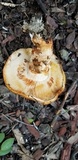Tricholoma focale image