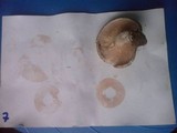Clitopilus prunulus image