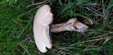 Agaricus californicus image