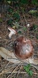 Tricholoma fracticum image