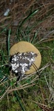 Suillus fuscotomentosus image