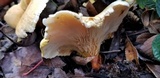 Hygrophoropsis aurantiaca image