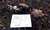 Abortiporus biennis image