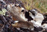 Abortiporus biennis image