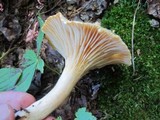 Cuphophyllus pratensis image