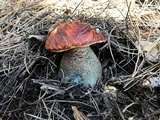 Leccinum manzanitae image