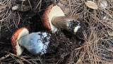 Leccinum manzanitae image