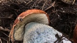 Leccinum manzanitae image