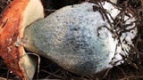 Leccinum manzanitae image