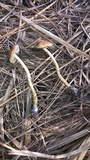 Psilocybe azurescens image