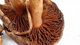 Tricholoma dryophilum image