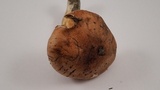 Tricholoma dryophilum image