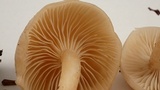 Clitocybe fragrans image