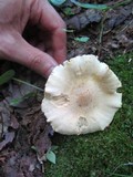 Cuphophyllus pratensis image