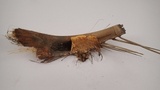 Phlebia radiata image