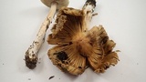 Inocybe sororia image