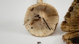 Inocybe sororia image