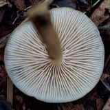 Clitocybe fragrans image
