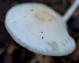 Clitocybe fragrans image