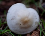 Clitocybe fragrans image