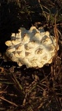 Phellorinia herculeana image