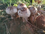 Termitomyces reticulatus image