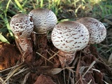 Termitomyces reticulatus image