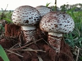 Termitomyces reticulatus image