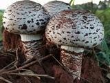 Termitomyces reticulatus image