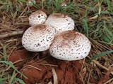 Termitomyces reticulatus image