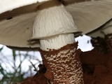 Termitomyces reticulatus image