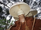 Termitomyces reticulatus image