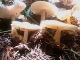 Rhodocollybia butyracea image