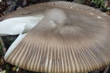 Amanita pekeoides image