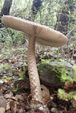 Amanita pekeoides image