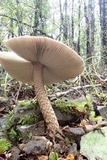 Amanita pekeoides image