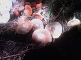 Rhodocollybia butyracea image