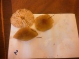 Rhodocollybia butyracea image