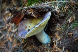 Russula cyanoxantha image
