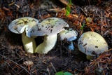 Russula cyanoxantha image