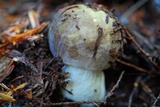 Russula cyanoxantha image
