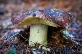 Russula xerampelina image