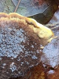 Phellinus gilvus image
